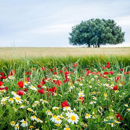 Agro-Turismo Do Roxo Vendégház Ervidel Kültér fotó