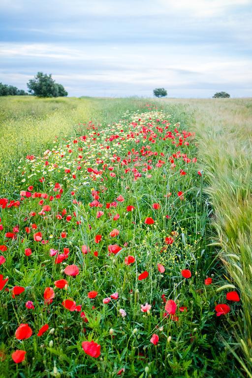 Agro-Turismo Do Roxo Vendégház Ervidel Kültér fotó