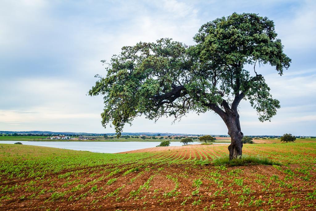 Agro-Turismo Do Roxo Vendégház Ervidel Kültér fotó