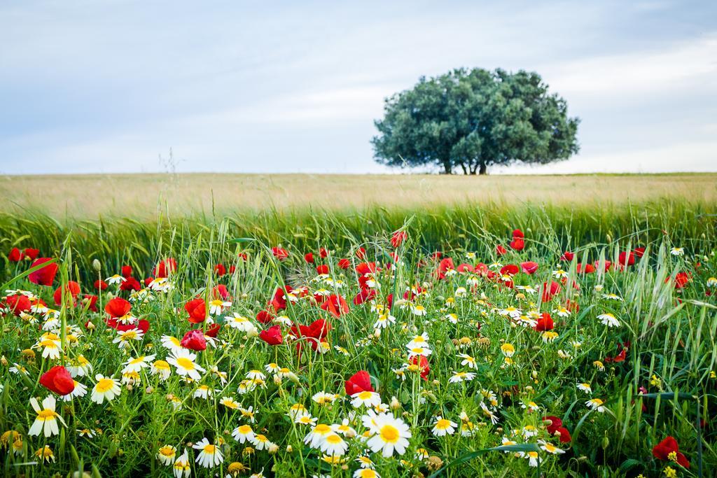 Agro-Turismo Do Roxo Vendégház Ervidel Kültér fotó